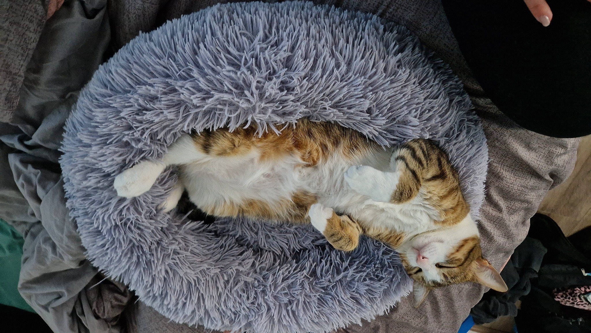 Bubulle participe au concours pour gagner de l'argent avec cette photo : canidae, carnivore, cat, cat_bed, cat_supply, claw, comfort, companion_dog, domestic_short_haired_cat, fawn, felidae, fur, hat, nap, paw, sleep, small_to_medium_sized_cats, tail, whiskers, winter