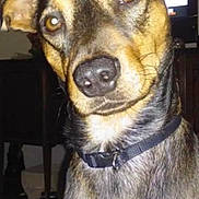 Brindle is registered to the contest to win money with this photo: animal, black_collar, brown_eyes, canine, closeup, collar, curious, dog, domestic, ears, friendly, fur, furniture, head_tilt, house, indoor, looking, pet, portrait, television