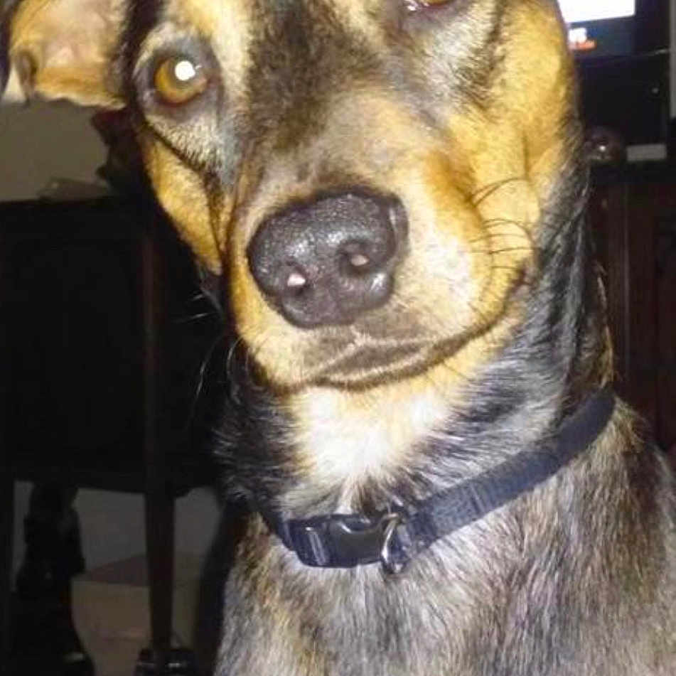 Brindle