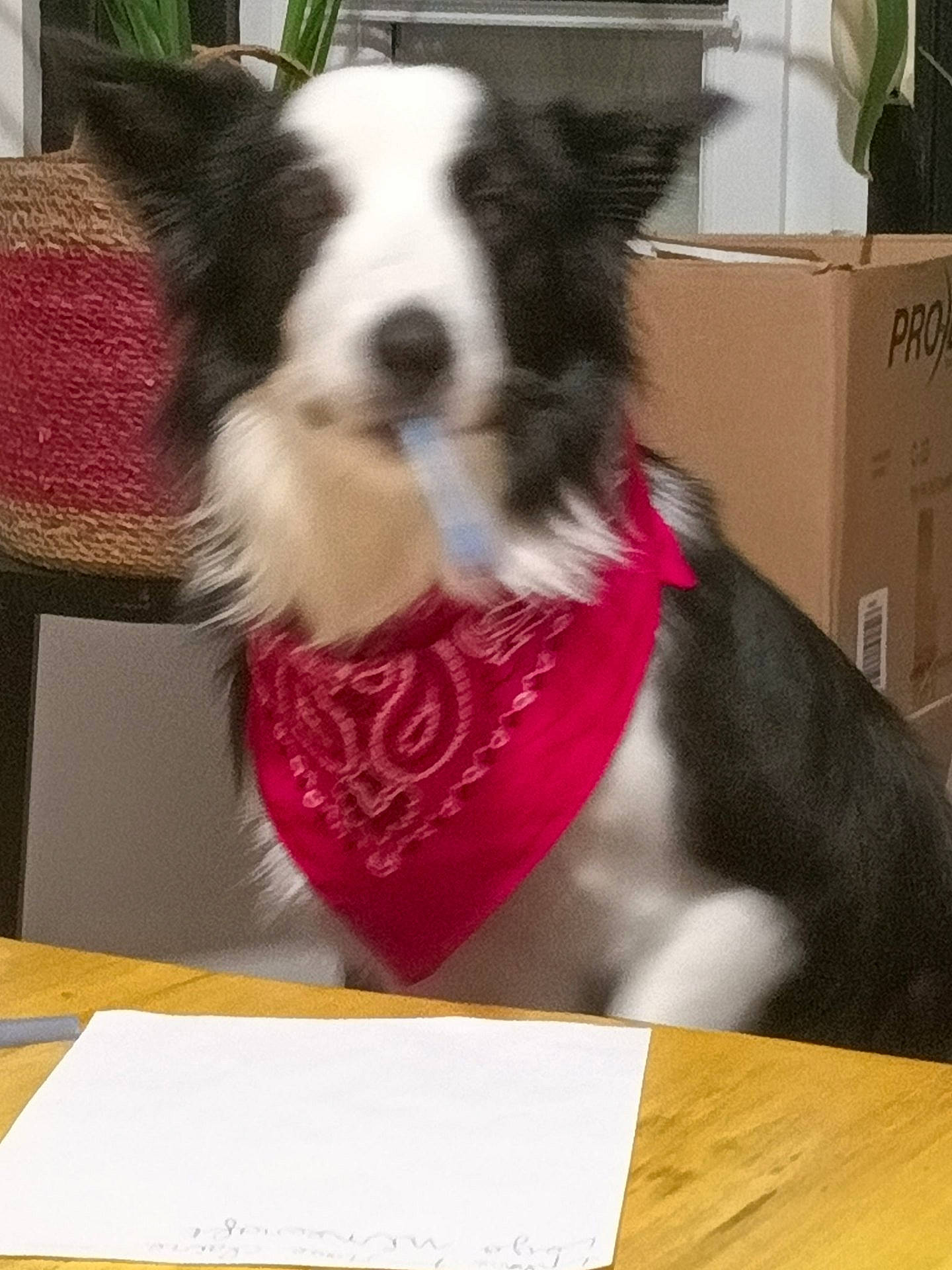 Dhjo participe au concours pour gagner de l'argent avec cette photo : bandana, black_and_white, canine, cardboard_box, closeup, dog, floppy_ears, funny, furniture, home, houseplant, indoors, long_fur, muzzle, paper, pet, pink, portrait, sitting, table