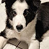 animal, black_and_white, border_collie, close_up, cute, dog, ears, eyes, face, fluffy, fur, home, indoor, lying_down, nose, pet, photography, portrait, puppy, tile_floor