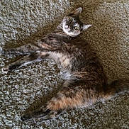 Emma is registered to the contest to win money with this photo: cat, feline, pet, animal, gray_fur, white_fur, fluffy, whiskers, green_eyes, pointed_ears, lying_down, carpet, indoor, closeup, portrait, relaxed, playful, curious, dramatic_pose, photography