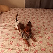 Gizzy is registered to the contest to win money with this photo: animal, bed, bedspread, clothing, cozy, curtain, cute, dog, ears, fabric, floral_pattern, fur, indoor, lying_down, pet, pillow, room, small_dog, soft_lighting, tail