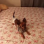 animal, bed, bedspread, clothing, cozy, curtain, cute, dog, ears, fabric, floral_pattern, fur, indoor, lying_down, pet, pillow, room, small_dog, soft_lighting, tail