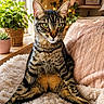 cat, tabby, green_eyes, fluffy_blanket, indoor, plants, window, fairy_lights, cozy, furniture, couch, relaxed, pets, fur, whiskers, ears, home_decor, natural_light, portrait, animal