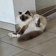 Plume participe au concours pour gagner de l'argent avec cette photo : abyssinian, accessories, angora, animal, cat, flagstone, hardwood, kitten, manx, path, person, pet, plywood, siamese, slate, sleeping, strap, tile, walkway, wood