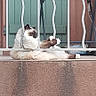 Plume participe au concours pour gagner de l'argent avec cette photo : abyssinian, animal, architecture, balcony, building, canine, cat, dog, handrail, house, housing, kitten, manx, pet, plywood, porch, railing, siamese, window, wood