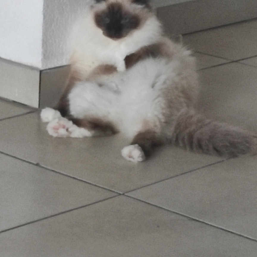 Plume