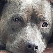 Mabel joined the competition — help win amazing prizes! dog, close_up, resting, face, fur, pet, animal, canine, ears, nose, eyes, portrait, calm, relaxed, indoor, brown, snout, head, laying, cute