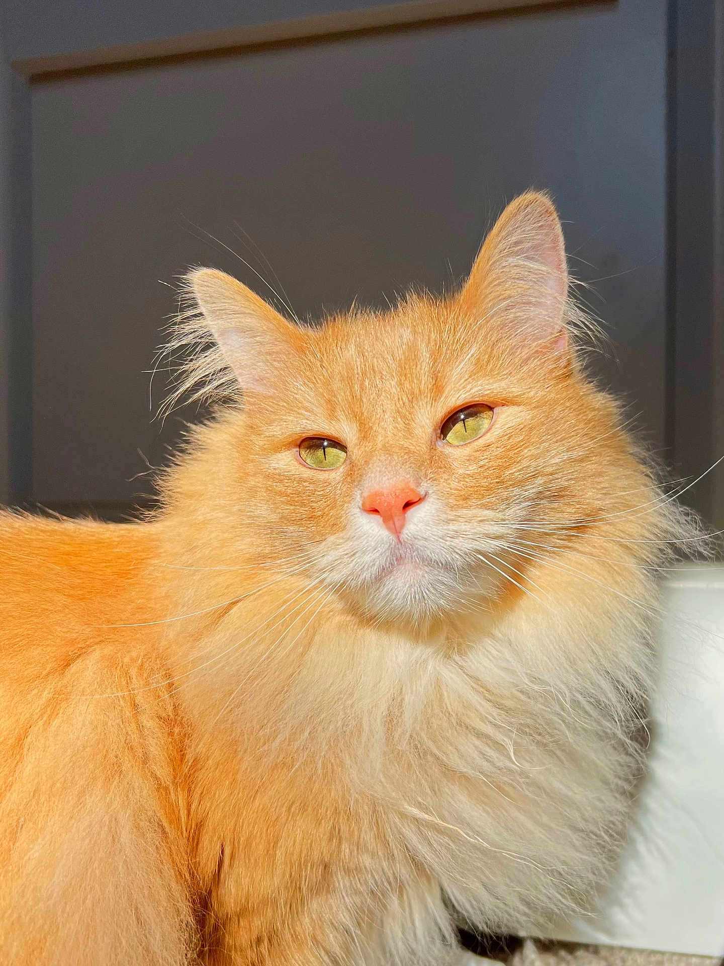 Iggy joined the competition — help win amazing prizes! cat, closeup, cozy, ears, feline, fluffy, fur, ginger_cat, green_eyes, indoor, longhair, orange_cat, pet, pink_nose, portrait, relaxed, soft_light, stare, sunlight, whiskers