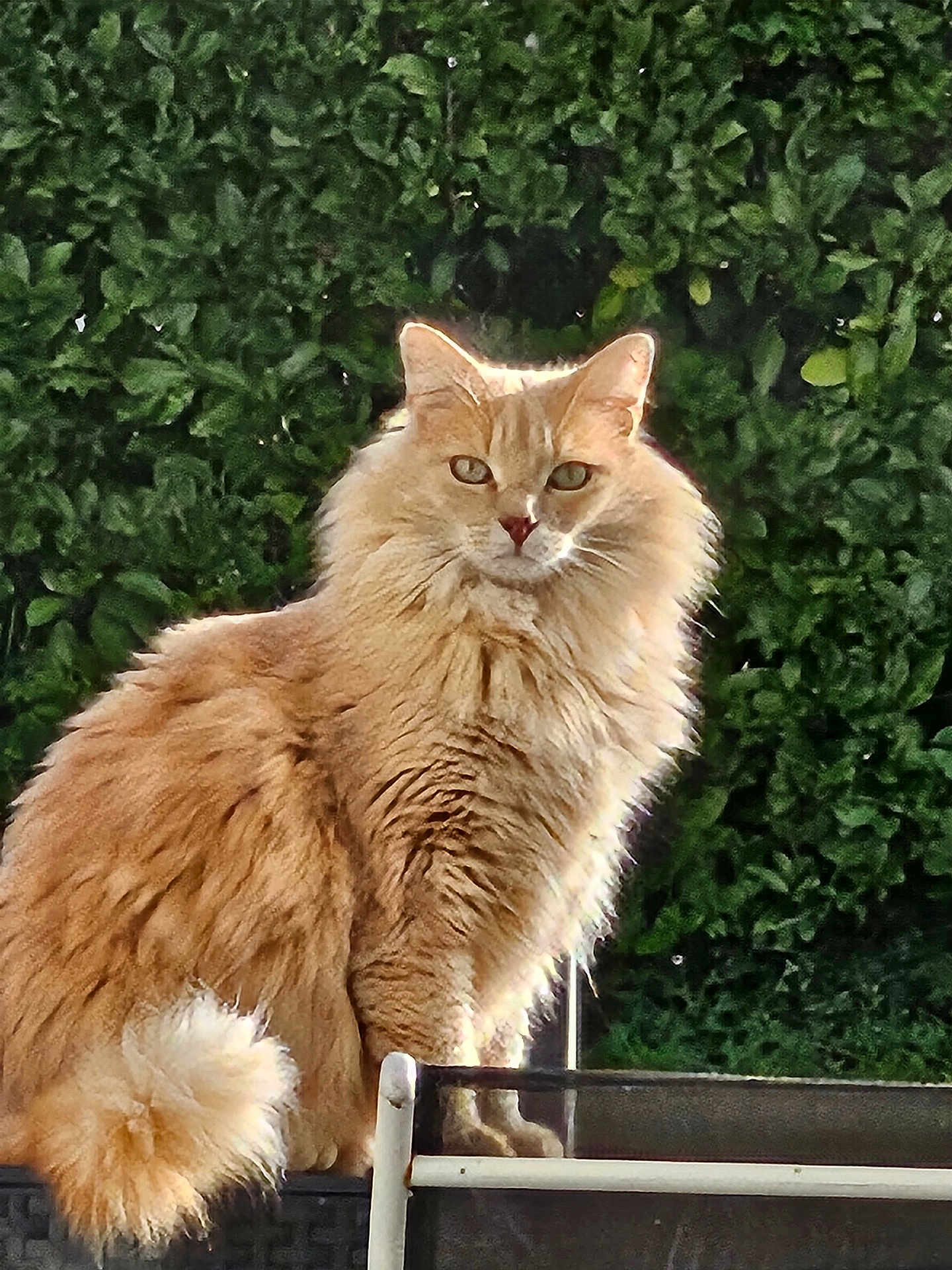 Simba