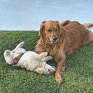 Sadie joined the competition — help win amazing prizes! animal, canine, companion, cute, dog, friendship, fur, golden_retriever, grass, happy, laying_down, mammal, nature, outdoor, pet, playing, puppy, relaxing, summer, sunlight