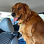 Sadie joined the competition — help win amazing prizes! animal, car_interior, collar, companion, daylight, dog, domestic_animal, fur, golden_retriever, happy, headrest, mammal, pet, seat, sitting, tongue_out, transportation, travel, vehicle, window