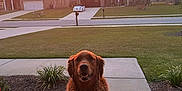 Sadie is registered to the contest to win money with this photo: animal, car, clouds, dog, evening, flowerbed, golden_retriever, grass, house, mailbox, nature, outdoor, pet, porch, residential, sidewalk, sky, suburb, sunset, tree