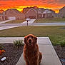 animal, car, clouds, dog, evening, flowerbed, golden_retriever, grass, house, mailbox, nature, outdoor, pet, porch, residential, sidewalk, sky, suburb, sunset, tree