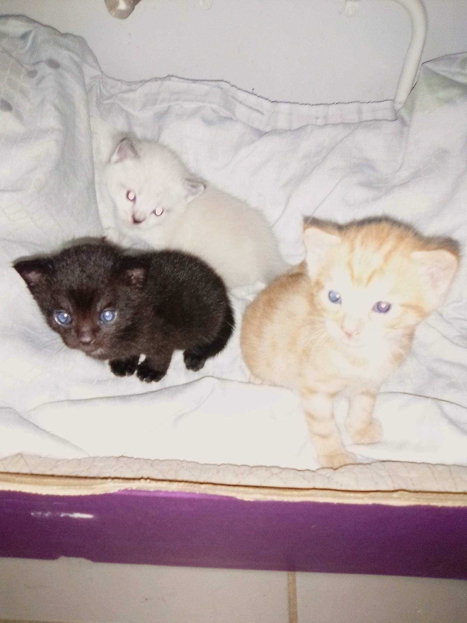 Les Bébés participe au concours pour gagner de l'argent avec cette photo : bed, carnivore, cat, domestic_short_haired_cat, felidae, fur, kitten, mammal, small_to_medium_sized_cats, tail, whiskers