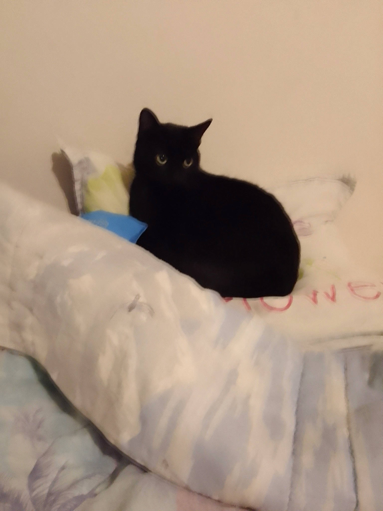 Les Bébés a rejoint le concours — aidez-le/la à gagner de superbes lots ! bag, bed, bedding, black_cat, bombay, carnivore, cat, cat_supply, comfort, domestic_short_haired_cat, electric_blue, felidae, fur, grey, linens, room, small_to_medium_sized_cats, tail, terrestrial_animal, whiskers