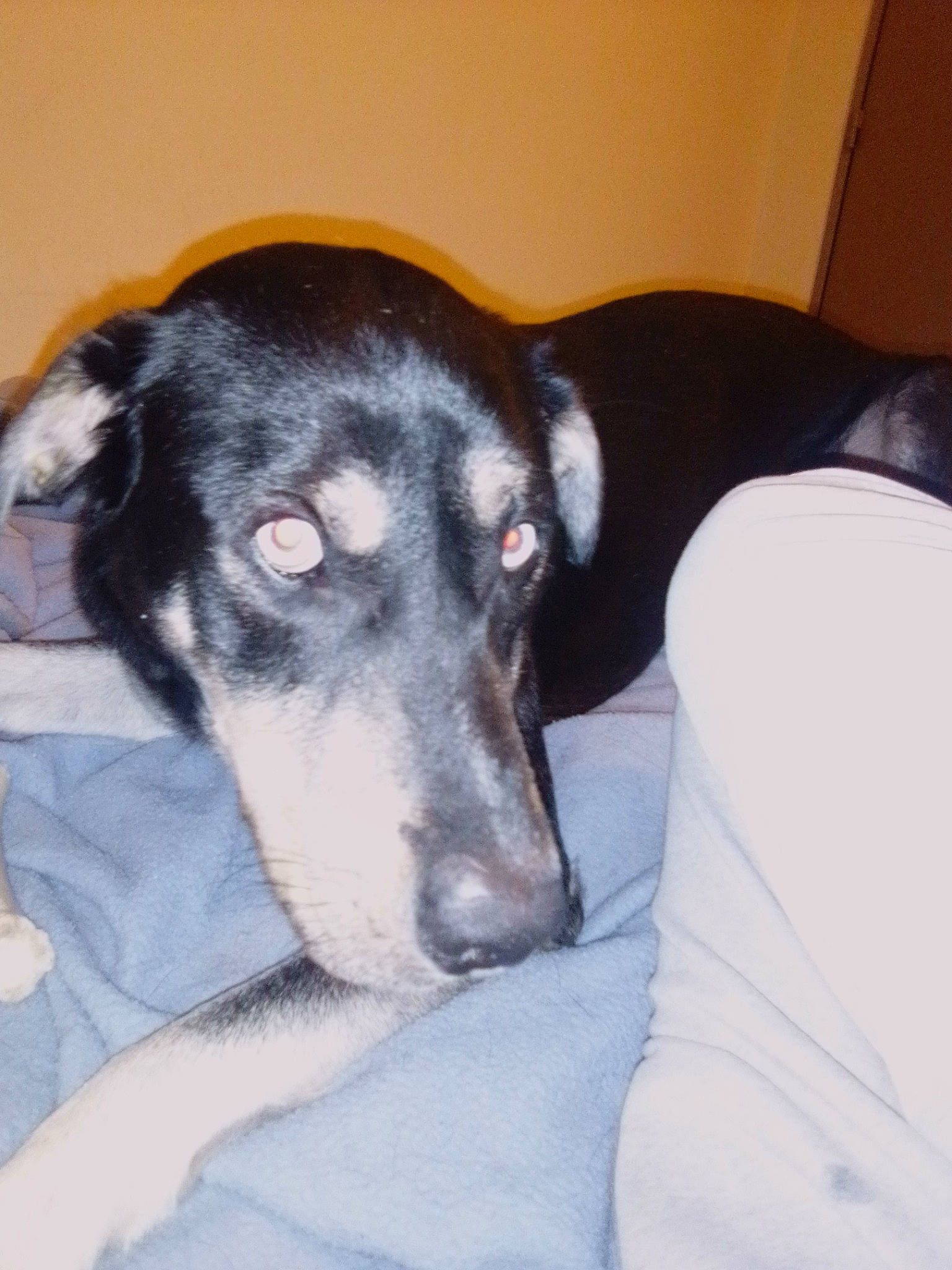 Nino participe au concours pour gagner de l'argent avec cette photo : canidae, carnivore, dog, dog_breed, eurohound, greyhound, hortaya_borzaya, italian_greyhound, mammal, rare_breed_dog, saluki, snout, vertebrate, whippet, whiskers