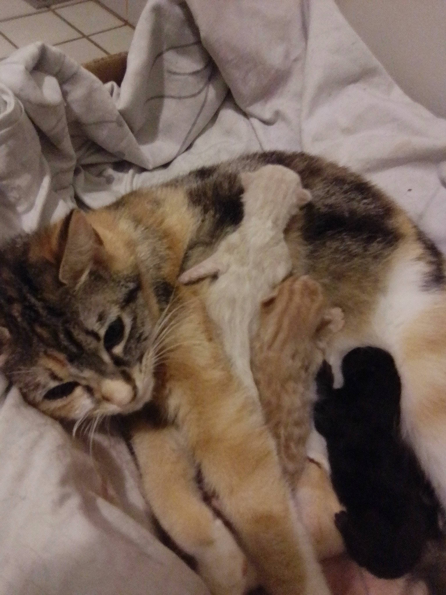 Lola a rejoint le concours — aidez-le/la à gagner de superbes lots ! aegean_cat, american_shorthair, american_wirehair, asian, carnivore, cat, claw, domestic_short_haired_cat, european_shorthair, fawn, felidae, fur, kitten, mammal, polydactyl_cat, small_to_medium_sized_cats, tabby_cat, tail, whiskers