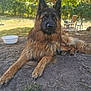dog, german_shepherd, outdoor, grass, tree, shade, fur, animal, pet, canine, relaxed, nature, yard, sunlight, chair, dirt, paw, face, ears, background