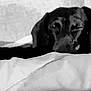 animal, black_dog, blanket, closeup, comfort, cozy, cute, dog, fur, indoor, monochrome, pet, portrait, relaxed, resting, sleepy, snuggled, texture, wall, winking