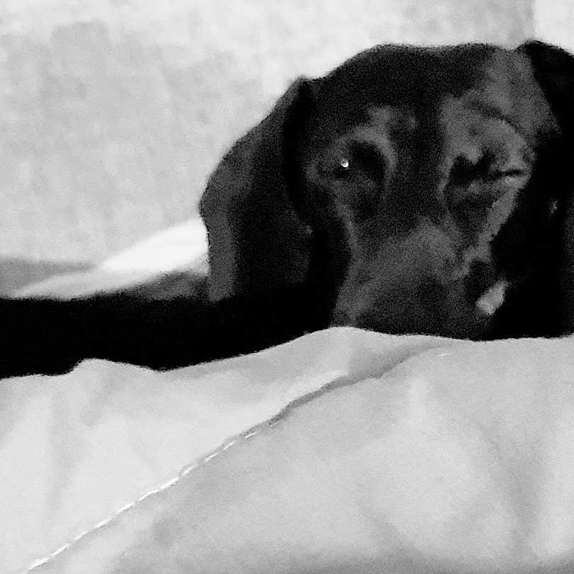 Sam a rejoint le concours — aidez-le/la à gagner de superbes lots ! animal, black_dog, blanket, closeup, comfort, cozy, cute, dog, fur, indoor, monochrome, pet, portrait, relaxed, resting, sleepy, snuggled, texture, wall, winking