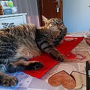 Didou participe au concours pour gagner de l'argent avec cette photo : abyssinian, animal, architecture, building, cat, computerhardware, couch, electronics, food, furniture, hardware, hardwood, indoors, livingroom, manx, monitor, pet, room, screen, wood