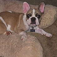 Elvis joined the competition — help win amazing prizes! dog, french_bulldog, puppy, pet, bed, fuzzy_bed, carpet, indoor, cute, animal, canine, brown_and_white, ears, collar, lying_down, looking_at_camera, cozy, household, resting, pet_bed