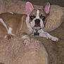 dog, french_bulldog, puppy, pet, bed, fuzzy_bed, carpet, indoor, cute, animal, canine, brown_and_white, ears, collar, lying_down, looking_at_camera, cozy, household, resting, pet_bed