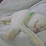 Venus is registered to the contest to win money with this photo: cat, white_cat, sleeping, collar, pet, animal, paw, fur, cute, resting, indoor, blanket, cozy, relaxed, domestic_animal, feline, soft, peaceful, cute_pet, nap