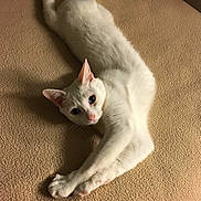 Venus joined the competition — help win amazing prizes! cat, white_cat, stretching, blue_eyes, pet, animal, feline, indoor, beige_background, texture, paw, whiskers, ears, relaxed, cute, mammal, fur, closeup, laying_down, shadow