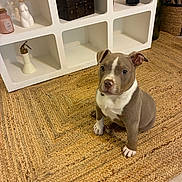 Aiko participe au concours pour gagner de l'argent avec cette photo : puppy, dog, gray, white, sitting, rug, woven_rug, floor, indoor, decor, shelf, decorative_items, minimalist, cozy, pet, cute, animal, young_dog, attention, brown_nose