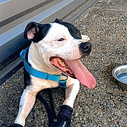 Zarko a rejoint le concours — aidez-le/la à gagner de superbes lots ! animal, black_and_white, booties, canine, close_up, dog, gravel, happy, harness, leash, metal_wall, outdoor, panting, paw_protection, pet, playful, resting, summer, tongue_out, water_bowl