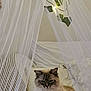 Ziggy joined the competition — help win amazing prizes! cat, bed, blanket, canopy, fairy_lights, greenery, ivy, netting, fluffy, indoor, cozy, decor, white, pink, floral, pet, feline, resting, soft, comfortable