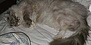 Ziggy is registered to the contest to win money with this photo: cat, sleeping, fluffy, bed, blanket, indoor, pet, fur, cozy, resting, tail, whiskers, cute, animal, domestic, peaceful, relaxed, comfort, feline, nap