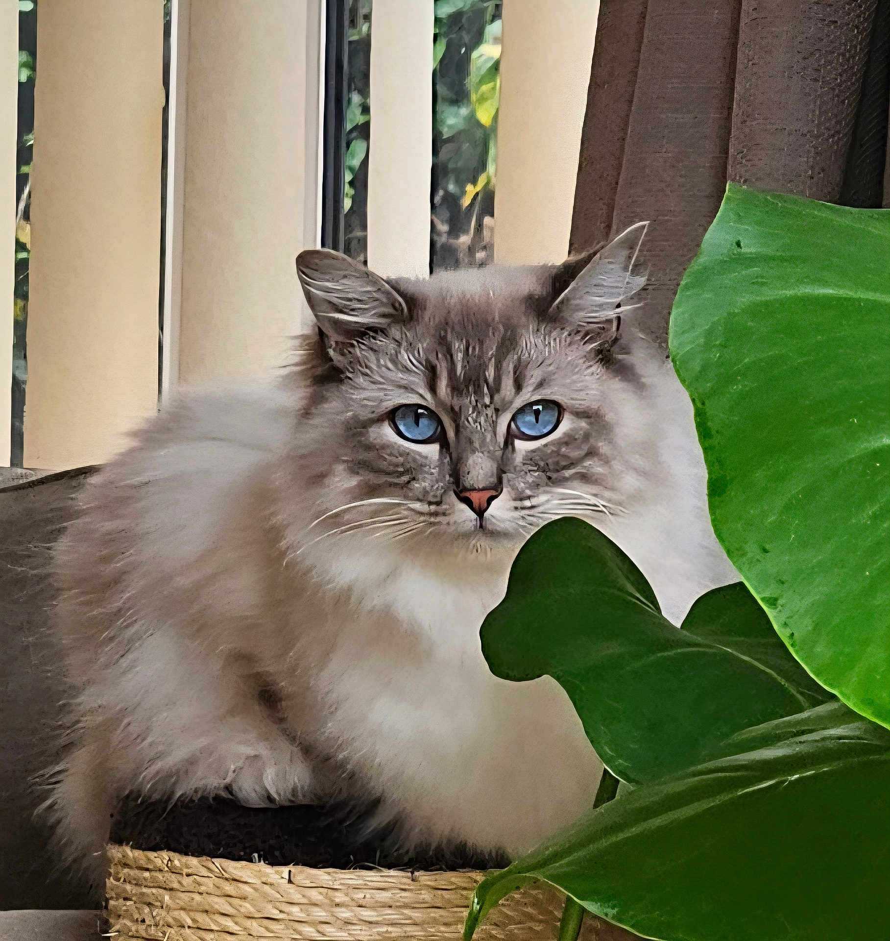 Ziggy