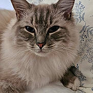 Ziggy joined the competition — help win amazing prizes! cat, fluffy, pet, indoor, bed, pillow, resting, animal, feline, cute, closeup, whiskers, ears, fur, domestic, sleepy, comfortable, soft, home, relaxed