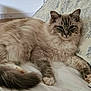 Ziggy joined the competition — help win amazing prizes! cat, fluffy, bed, pillow, indoor, pet, animal, resting, cozy, feline, fur, white, gray, pattern, comfort, cute, relaxed, domestic, sleepy, home