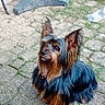 dog, small_dog, silky_fur, long_hair, ears, outdoor, paved_surface, grass, pet, animal, brown_and_black, cute, sitting, attentive, canine, fur, nature, yard, companion, domestic_animal