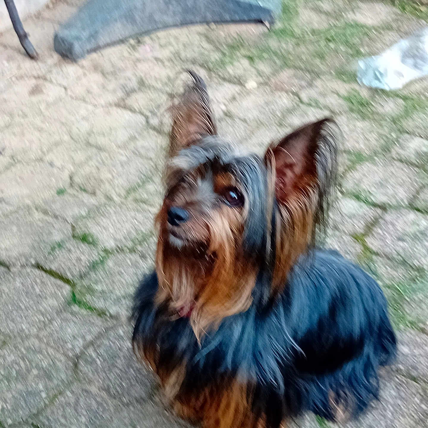 Pablo participe au concours pour gagner de l'argent avec cette photo : dog, small_dog, silky_fur, long_hair, ears, outdoor, paved_surface, grass, pet, animal, brown_and_black, cute, sitting, attentive, canine, fur, nature, yard, companion, domestic_animal