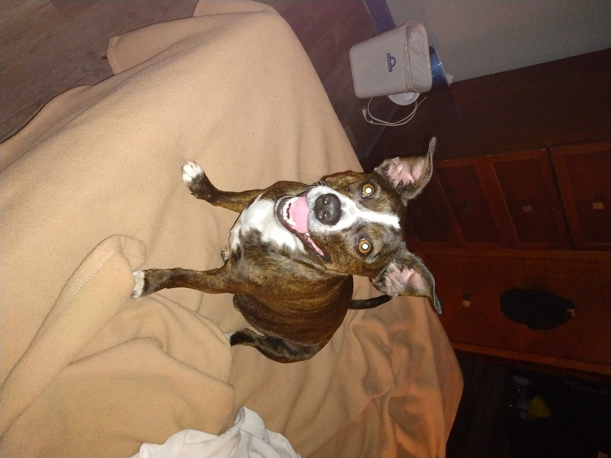 Franklin joined the competition — help win amazing prizes! boston_terrier, canidae, carnivore, comfort, companion_dog, dog, dog_breed, ear, eye, fawn, felidae, head, human_body, jaw, snout, sporting_group, toy_dog, whiskers, working_animal, wrinkle