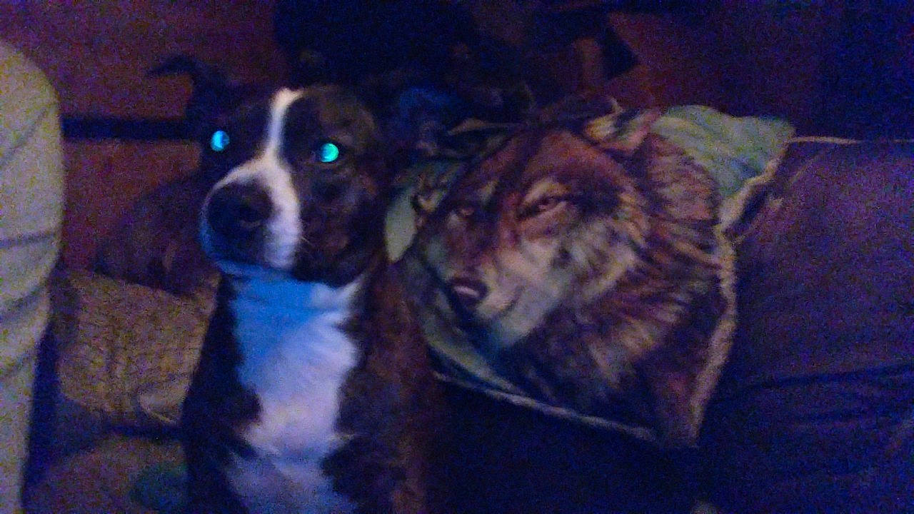 Franklin joined the competition — help win amazing prizes! art, canidae, carnivore, companion_dog, darkness, dog, dog_breed, door, fur, guard_dog, mammal, non_sporting_group, snout, sporting_group, terrestrial_animal, vertebrate, visual_arts, whiskers, working_animal, working_dog