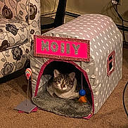Molly is registered to the contest to win money with this photo: animal, carpet, carpeted_floor, cat, cat_face, couch, cozy, cute, decor, furniture, home, indoor, living_room, mouse_toy, pet, pet_house, polka_dot, relaxed, resting, toy