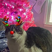 Molly is registered to the contest to win money with this photo: cat, christmas_tree, pink_tree, holiday_lights, reindeer_filter, digital_filter, festive, indoor, blanket, window, stockings, decorations, cute, pet, animal, holiday, christmas, cozy, resting, decor