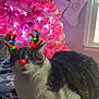 cat, christmas_tree, pink_tree, holiday_lights, reindeer_filter, digital_filter, festive, indoor, blanket, window, stockings, decorations, cute, pet, animal, holiday, christmas, cozy, resting, decor