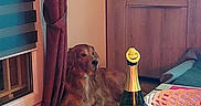 Malko participe au concours pour gagner de l'argent avec cette photo : alcohol, animal, architecture, beer, beverage, bottle, building, canine, couch, diningtable, dog, furniture, glass, indoors, livingroom, person, pet, room, table, wood