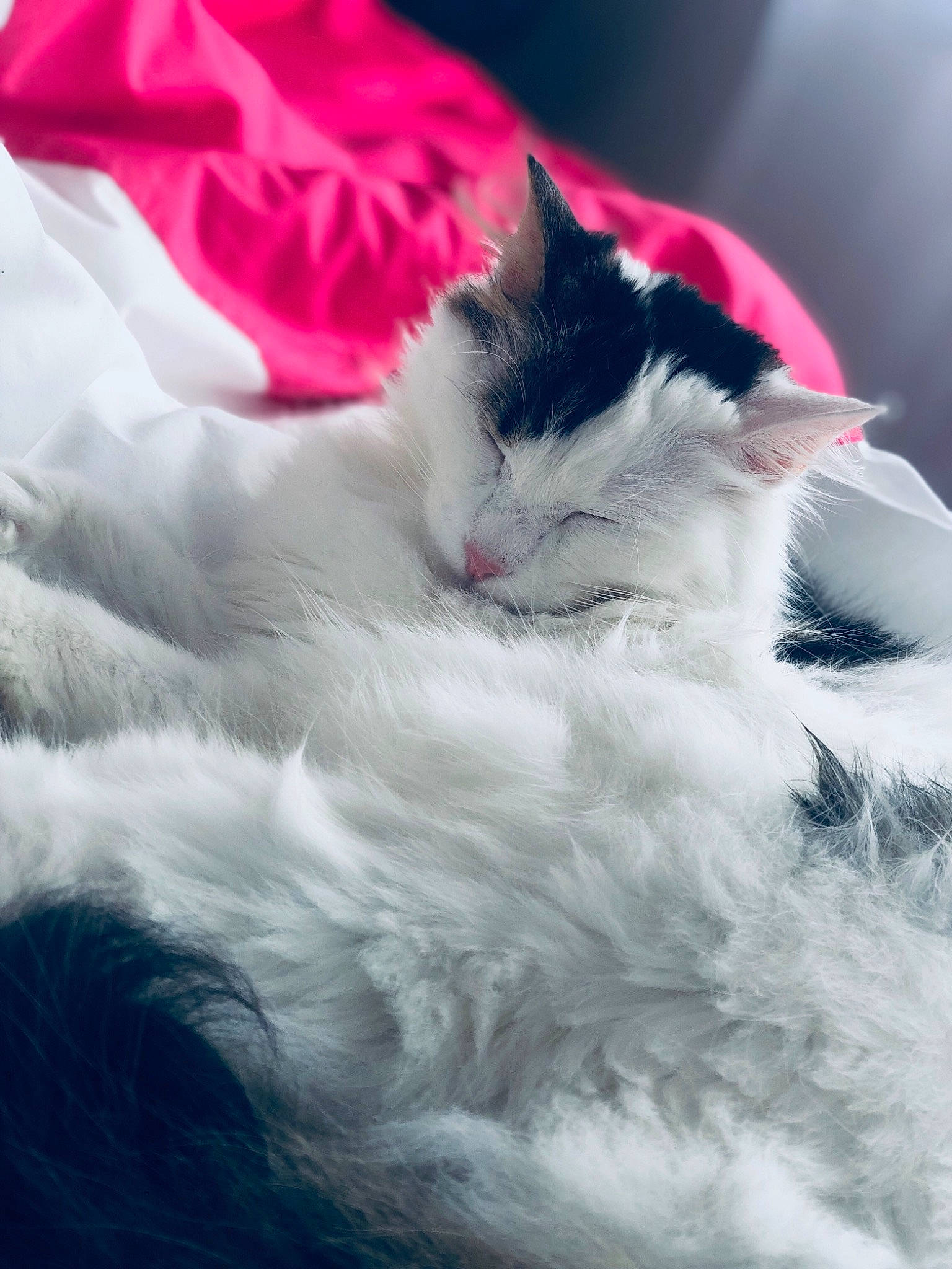 Nuts a rejoint le concours — aidez-le/la à gagner de superbes lots ! black_and_white, carnivore, cat, domestic_long_haired_cat, felidae, fur, kitten, norwegian_forest_cat, persian, ragamuffin, ragdoll, sky, small_to_medium_sized_cats, turkish_angora, turkish_van, whiskers