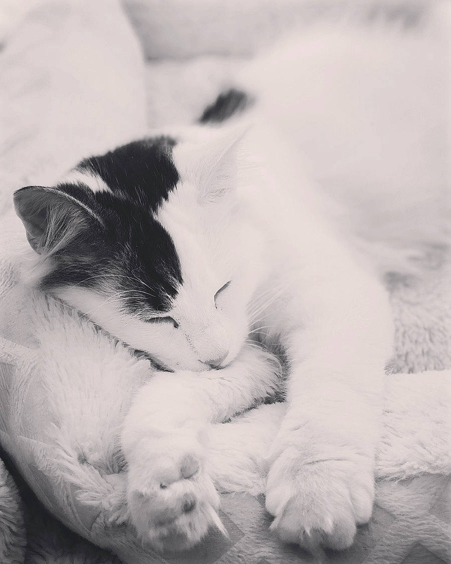 Nuts participe au concours pour gagner de l'argent avec cette photo : aegean_cat, black_and_white, carnivore, cat, felidae, fur, kitten, monochrome, monochrome_photography, nap, paw, photography, polydactyl_cat, sky, sleep, small_to_medium_sized_cats, snout, style, whiskers, white
