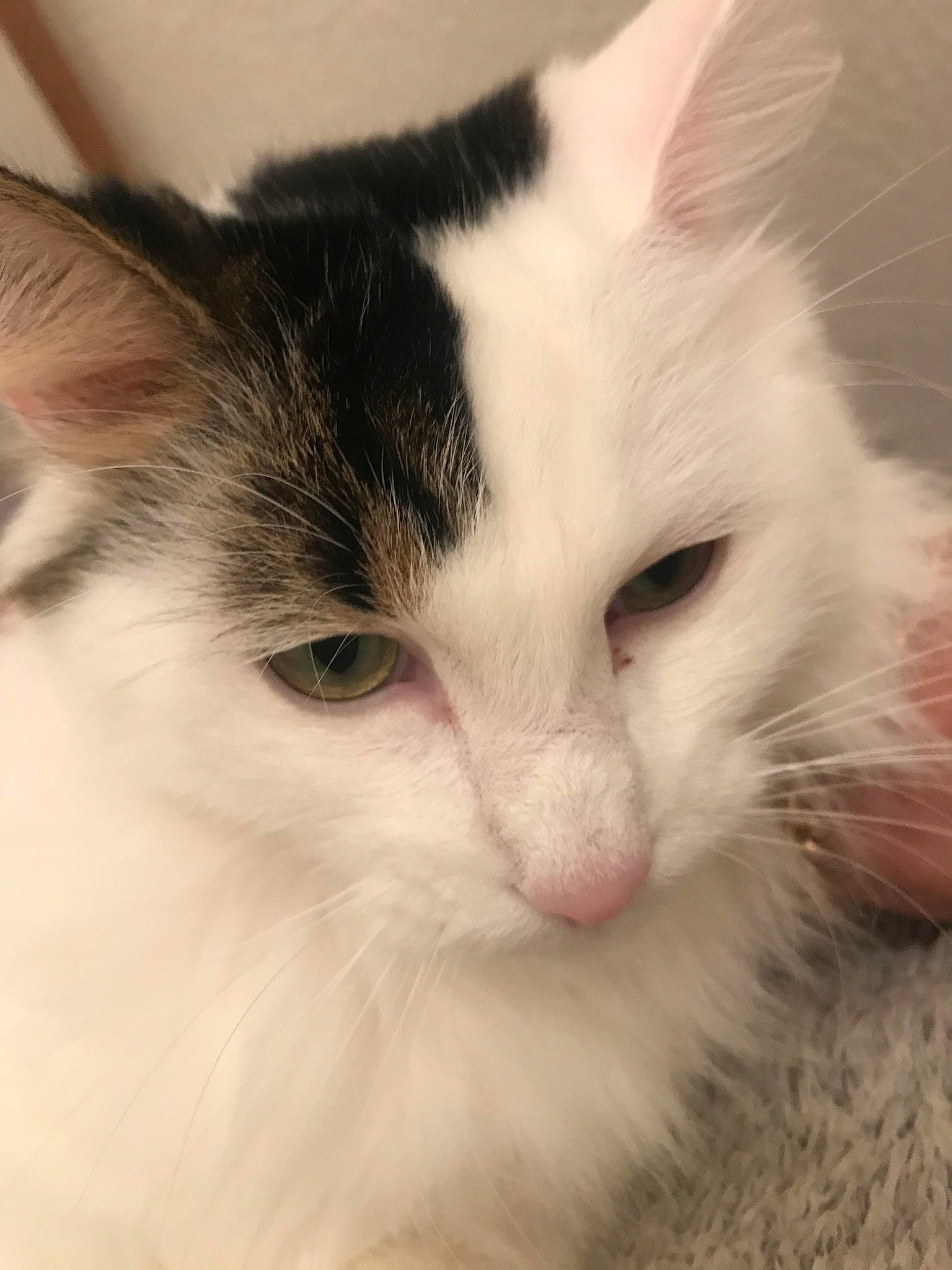 Nuts a rejoint le concours — aidez-le/la à gagner de superbes lots ! aegean_cat, carnivore, cat, close_up, domestic_long_haired_cat, ear, eye, felidae, fur, iris, kitten, mammal, norwegian_forest_cat, nose, small_to_medium_sized_cats, snout, turkish_angora, turkish_van, vertebrate, whiskers