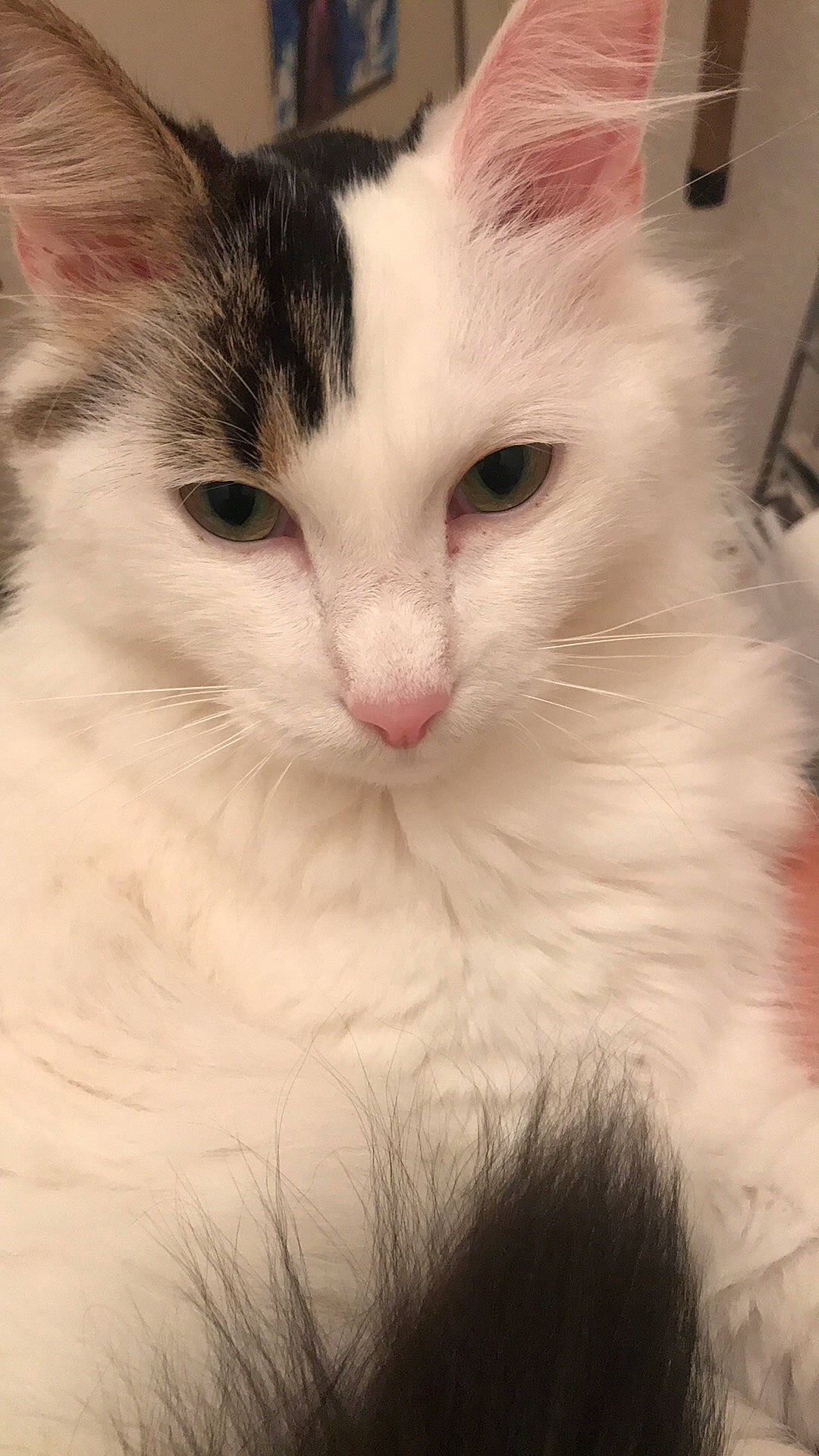 Nuts a rejoint le concours — aidez-le/la à gagner de superbes lots ! aegean_cat, american_curl, carnivore, cat, domestic_long_haired_cat, eye, felidae, fur, kitten, mammal, norwegian_forest_cat, nose, ragamuffin, ragdoll, small_to_medium_sized_cats, turkish_angora, turkish_van, vertebrate, whiskers